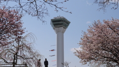 GWの桜　３