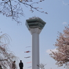 GWの桜　３