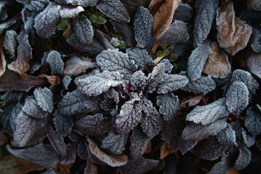 SDIM0506_1