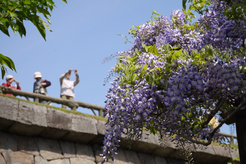 五稜郭公園の藤　２