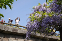 五稜郭公園の藤　２