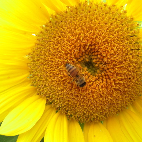 蜂とひわわり　２