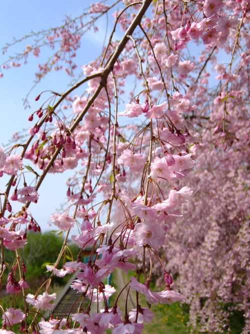 枝垂桜　１