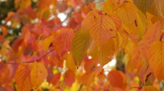 紅葉