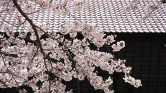 五稜郭公園の桜　2022−2