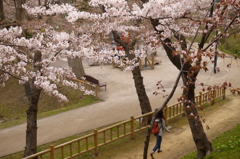 函館公園にて　１