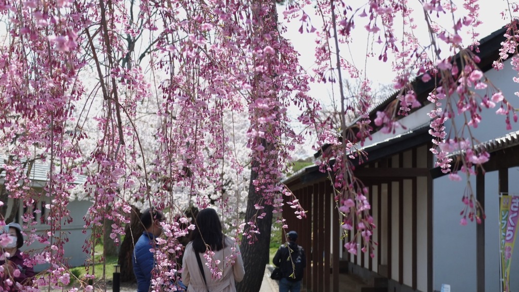 桜の暖簾