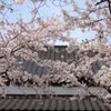 五稜郭公園の桜　2022−4