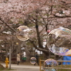 函館公園にて　２