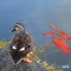 五稜郭公園の鴨