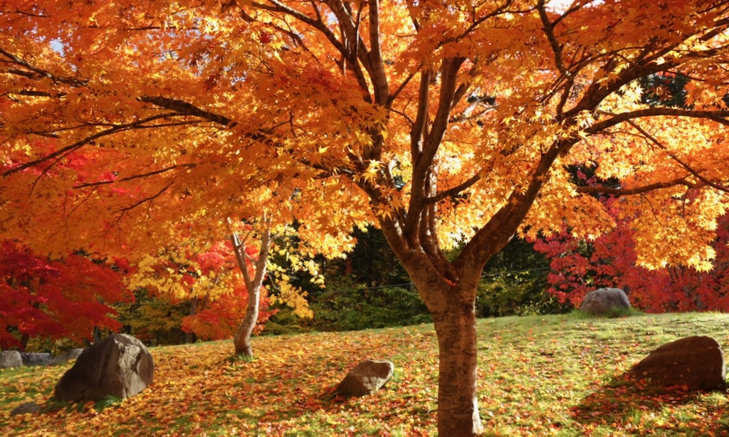函館「中野ダム公園」の紅葉３