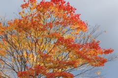 函館「中野ダム公園」の紅葉