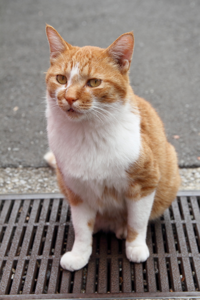 ぬこ