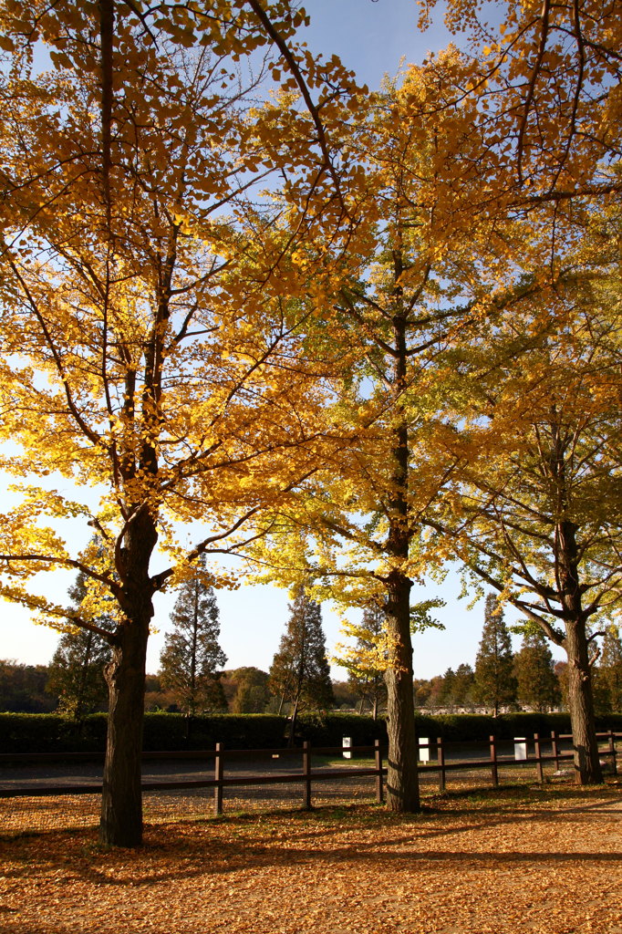 昭和記念公園2011（秋）27