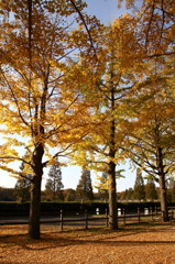 昭和記念公園2011（秋）27