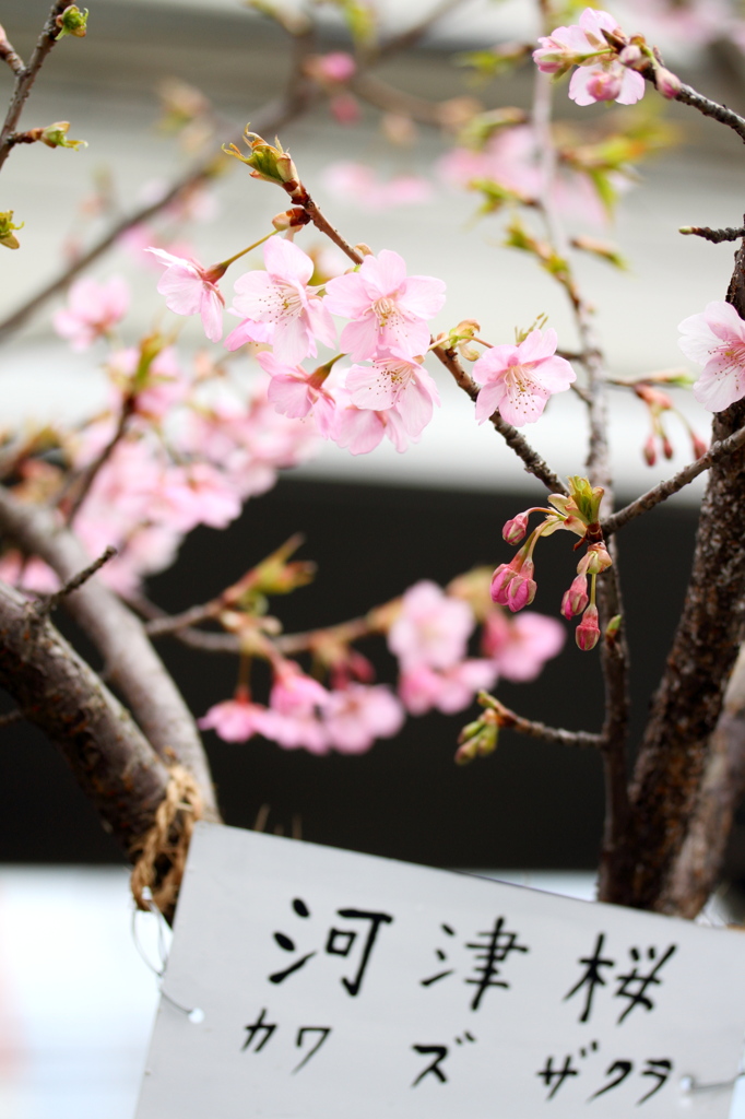 工業地帯に咲く河津桜