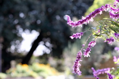 昭和記念公園2011（秋）15