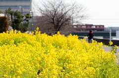 菜の花
