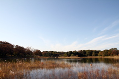 昭和記念公園2011（秋）5