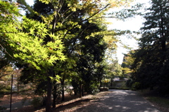 昭和記念公園2011（秋）1
