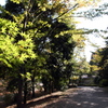昭和記念公園2011（秋）1