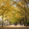 昭和記念公園2011（秋）26