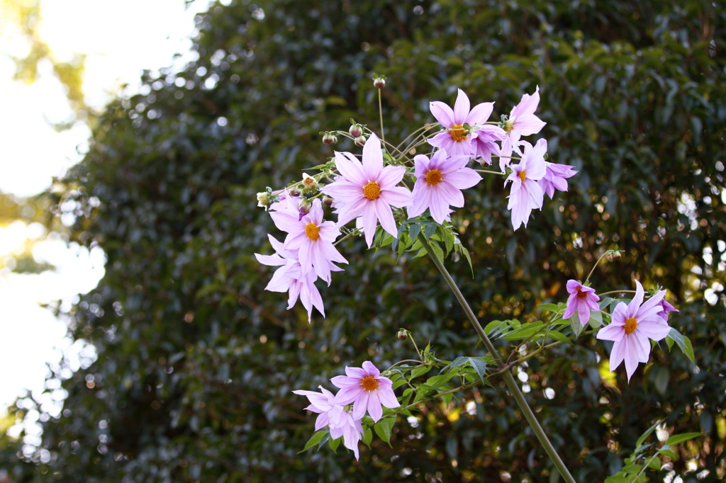 昭和記念公園2011（秋）19