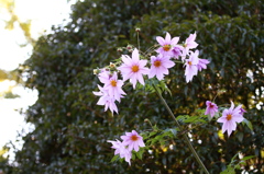 昭和記念公園2011（秋）19