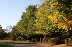 昭和記念公園2011（秋）29