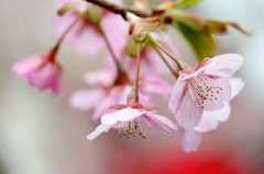 河津桜