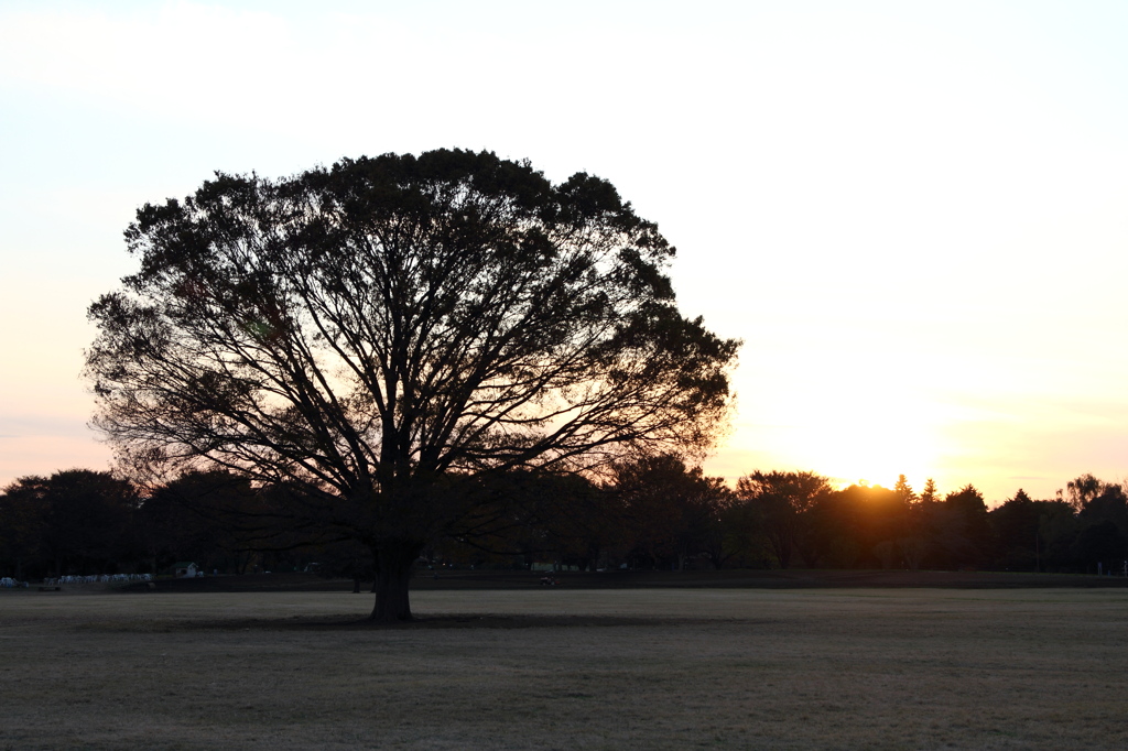 昭和記念公園2011（秋）36