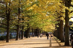 昭和記念公園2011（秋）28