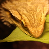 食す
