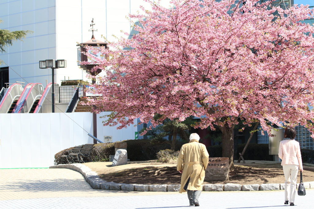 カワヅサクラ