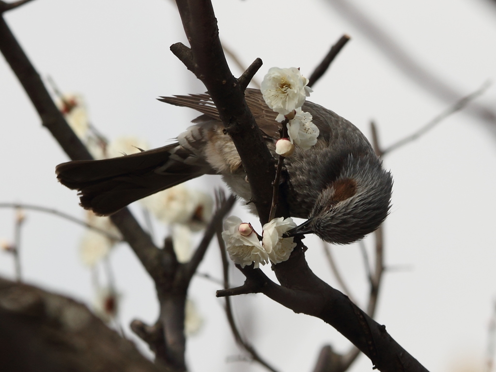 蜜の味