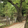 谷中霊園