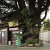 谷根千散策