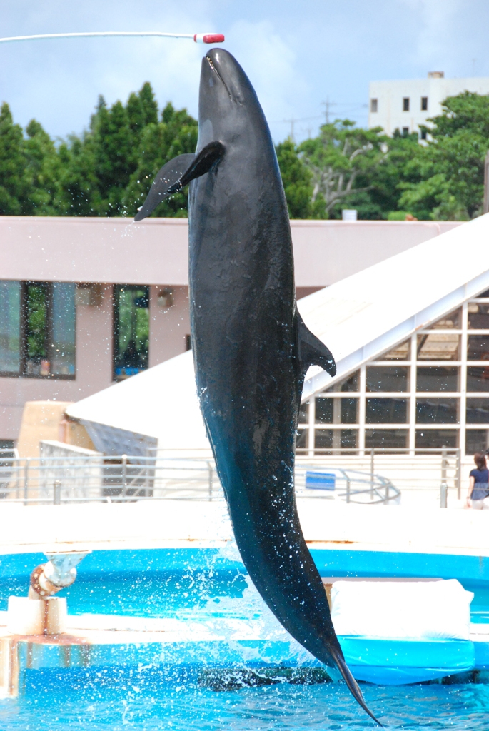 美ら海水族館