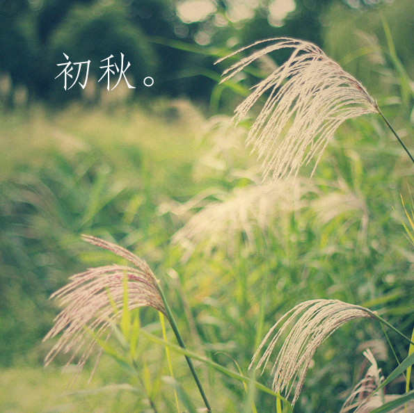 尾花