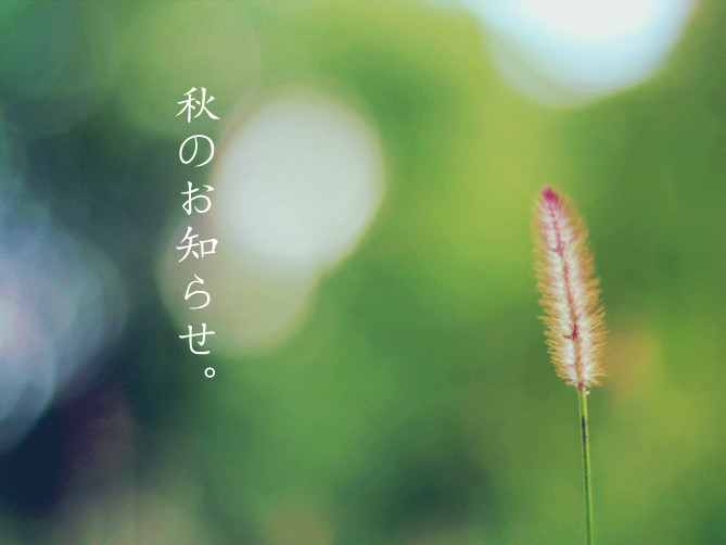 ネコジャラシ