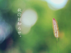 ネコジャラシ