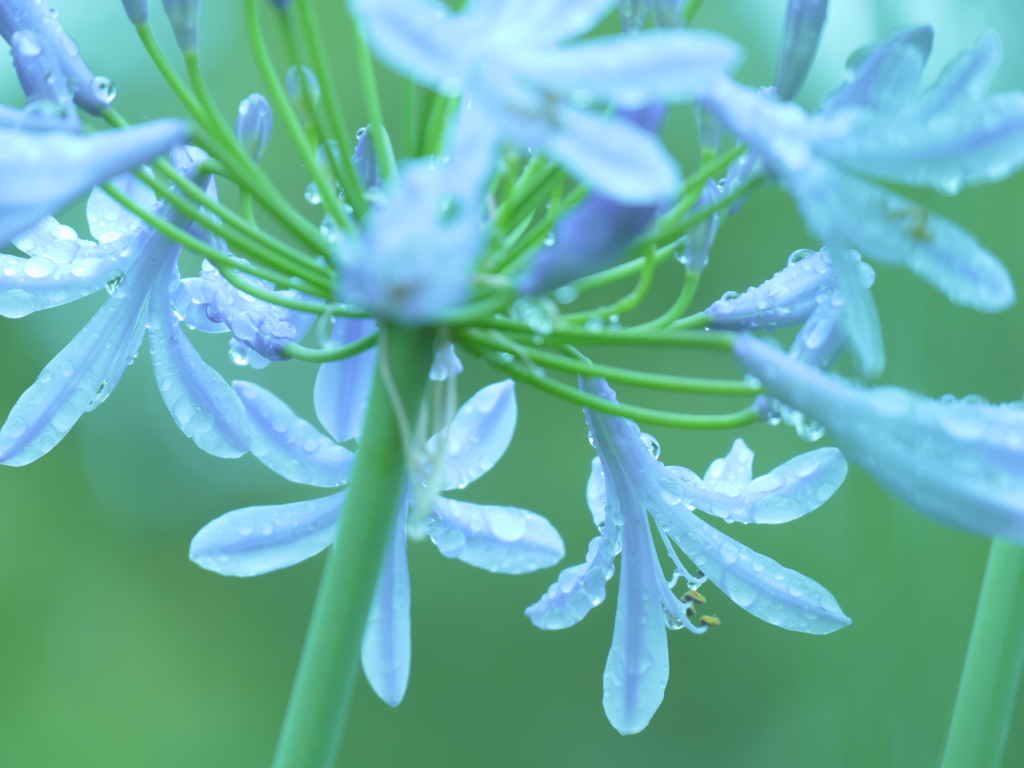 雨降り