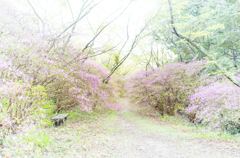 ミヤマツツジ咲くころ