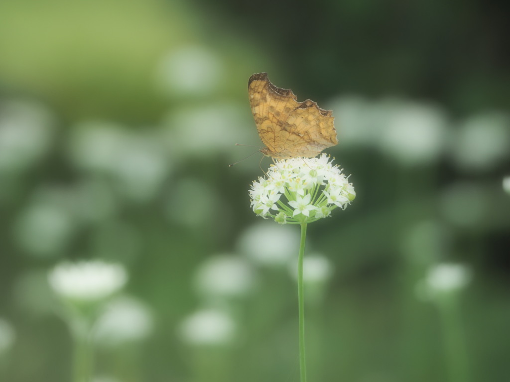 ちいさな花畑