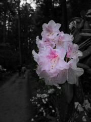 シャクナゲ咲くころ