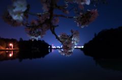 夜桜