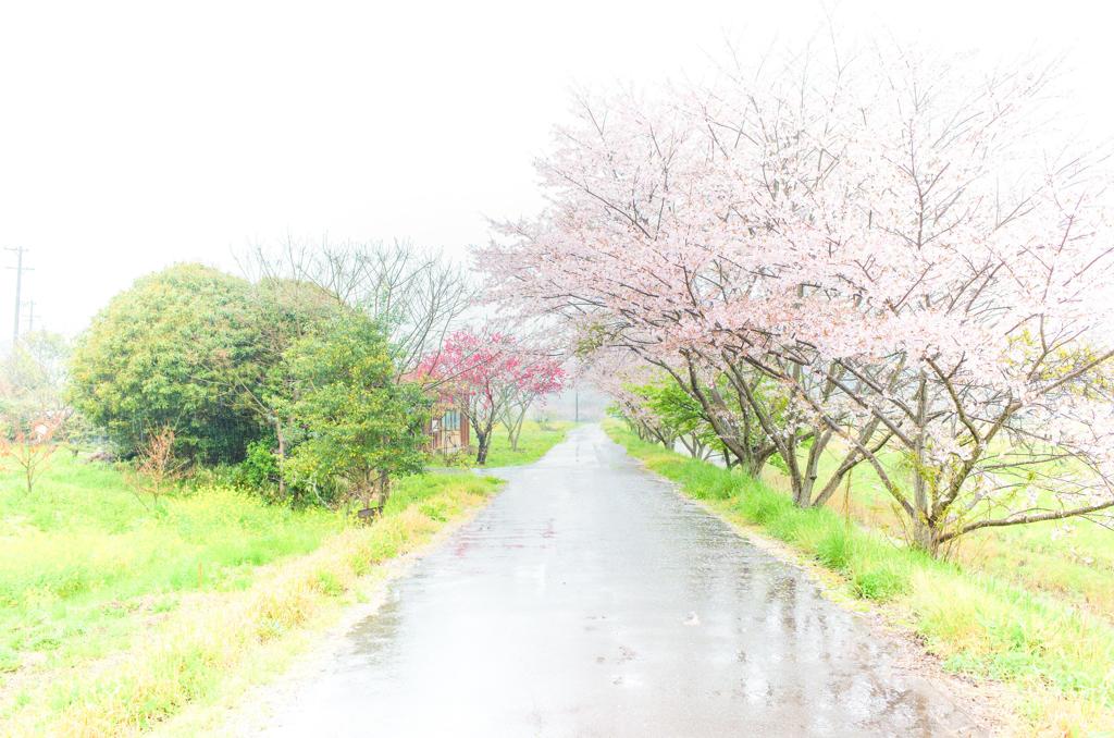 雨降りの日に