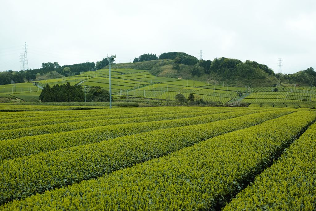 もうすぐ新茶