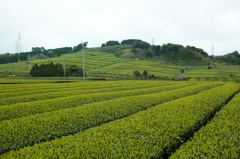 もうすぐ新茶