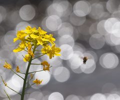 小さな春